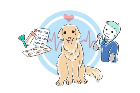 ペット保険の選び方のポイント7選!ペットの病気やケガに備える保険とは?!