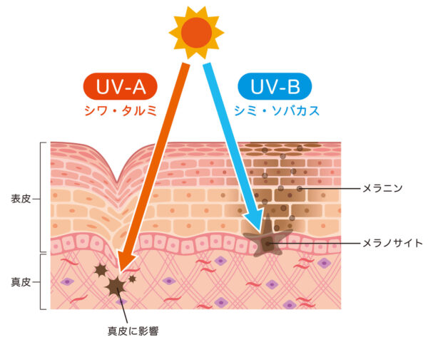紫外線の基礎知識