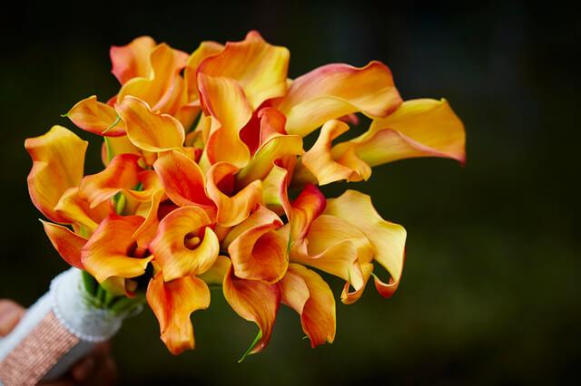 9月におすすめの花は「オレンジのカラー」