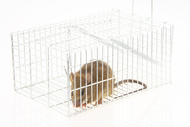 ネズミを捕獲する方法のメリットとデメリット