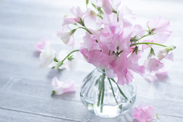 花セラピー⑧スイートピー「香りで身体をほぐす2月のお花」