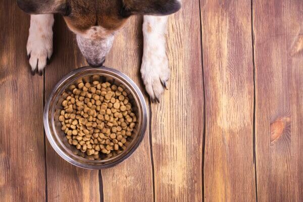 犬がご飯を食べないときはどうする？原因ごとに対処のポイントをご紹介