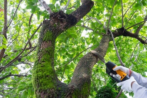 庭木の撤去に必要な費用とは？撤去方法や注意点を詳しくご紹介