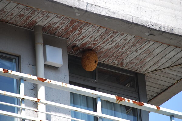 スズメバチの巣の駆除方法