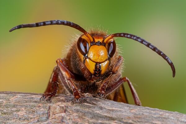 スズメバチの巣の駆除はプロに依頼するのが安心・安全