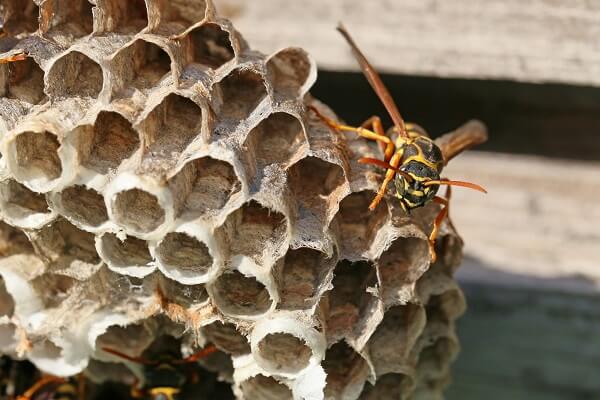【c1827下書き済み】蜂の巣を自分で駆除する方法！蜂退治のポイントや予防策も解説