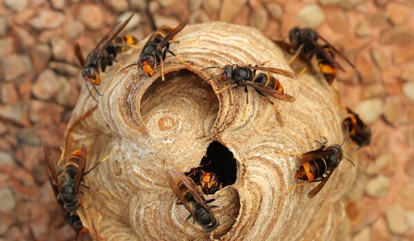 家に巣を作る代表的な蜂