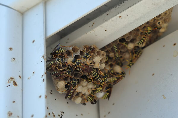 蜂の巣が作られる家の特徴