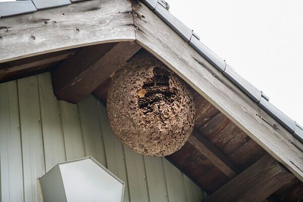 ハチの巣を見つけた場合はプロに依頼する