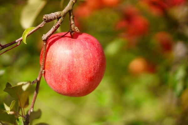 リンゴの剪定は1年目から大切！