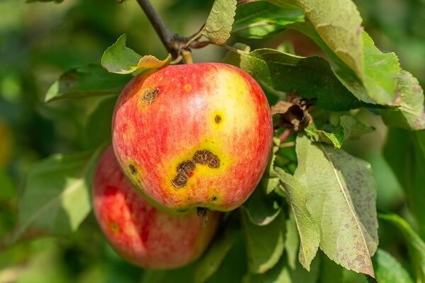 リンゴの木に多い病害虫   