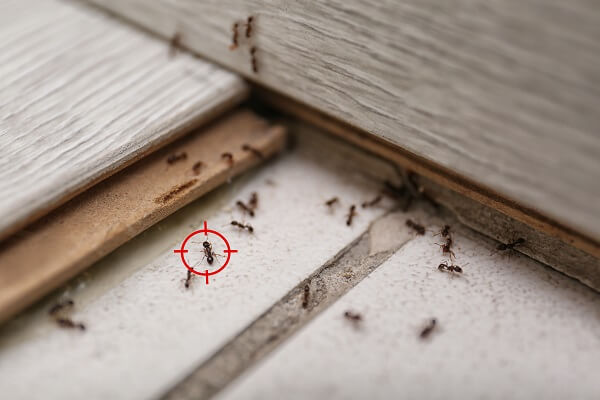 家の中にいるアリの種類とは