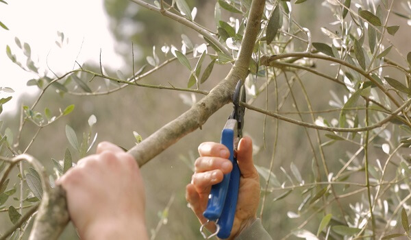 オリーブの木の剪定方法