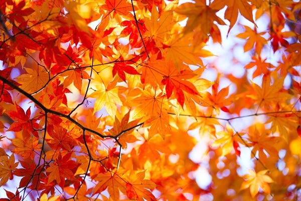 秋の旅行で立ち寄りたい！紅葉が楽しめる人気エリアや世界遺産についてご紹介