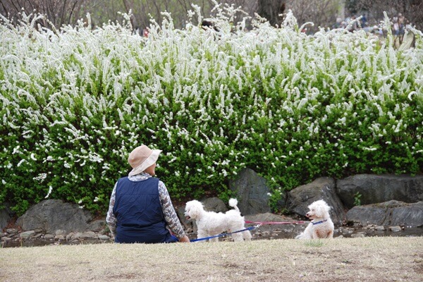 ペットと考える終活とは