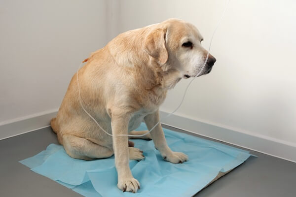 腎臓病の犬の症状とは？病気の特徴や対処法を解説！