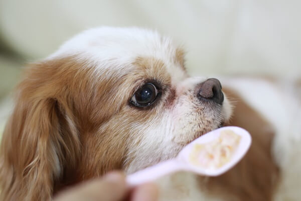 腎臓病になったら犬の食事はどうすればいい？