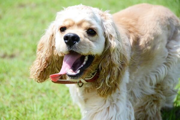 中型犬を飼うときのメリットや注意点は？