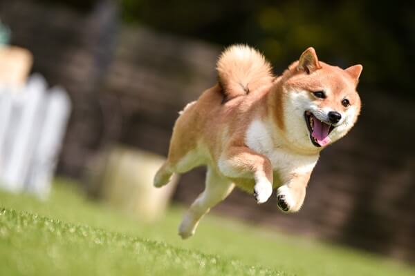 中型犬を飼うのにかかる費用