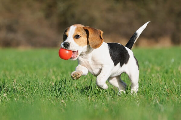 中型犬を迎えるならみんなのブリーダーがおすすめ