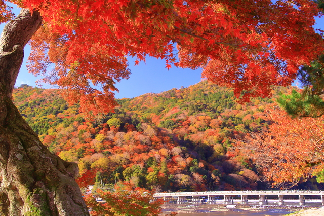 いつか訪ねたい、日本三代紅葉名所