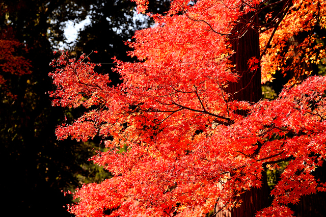 【おすすめスポット】紅葉狩りをもっと楽しむ方法