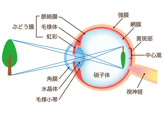 目のメカニズム