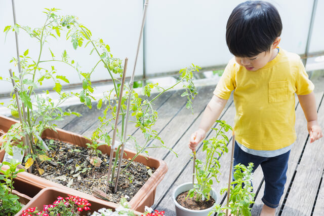 終わった後の灰は園芸用の肥料、害虫対策に有効活用