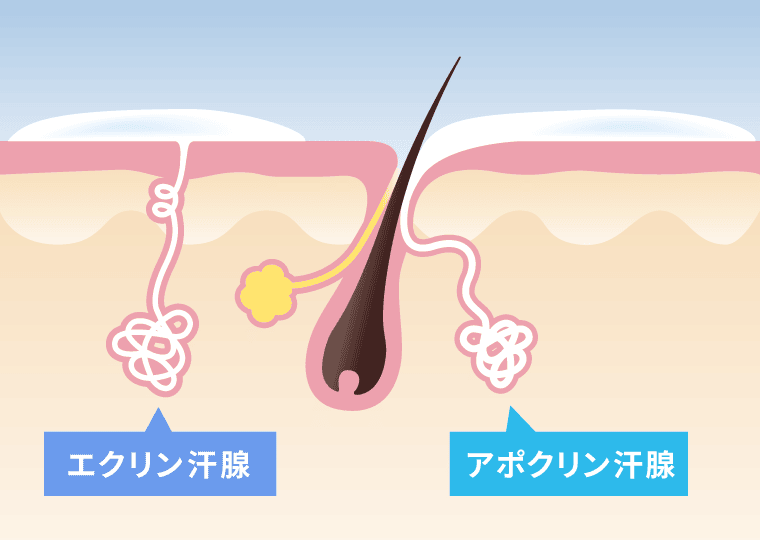 汗はどこから出ているの？