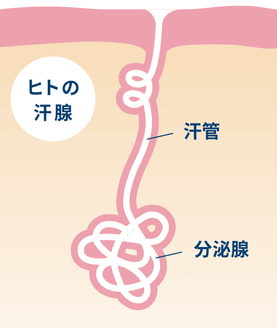 ＜体温上昇による、エクリン汗腺の発汗メカニズム＞