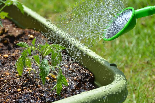 育てながら気をつけたいポイントとトラブル対策