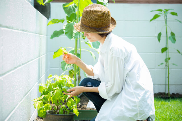 夏野菜の栽培はプランターでOK！初心者でもできる簡単家庭菜園