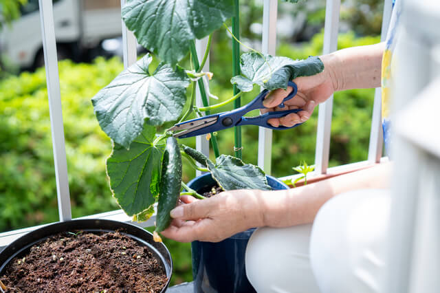 初心者におすすめの夏野菜と選び方のコツ