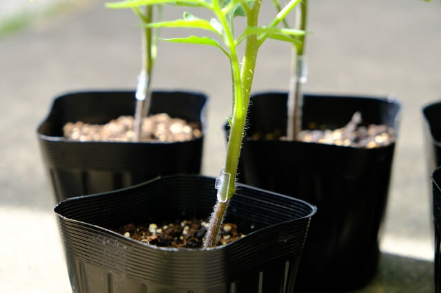 苗の植え付けから育て方までを解説