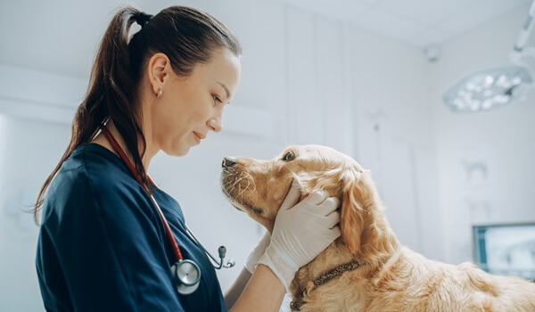 犬や猫の病院代が払えない時は？飼い主が知っておきたい備えと解決策