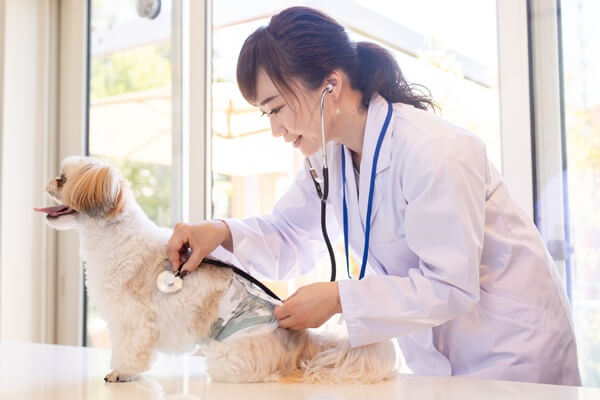 ペットの医療費が払えない状況に陥らないためのポイント