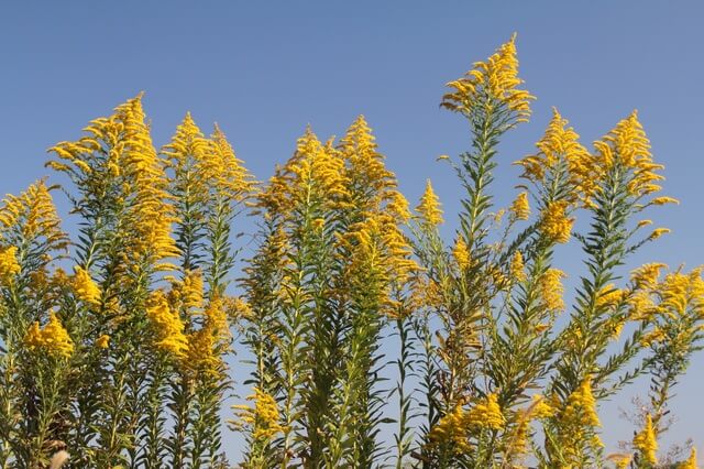 秋のアレルギーは「草の花粉」が主な原因