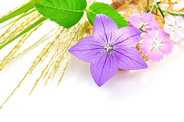 秋の七草とは何か