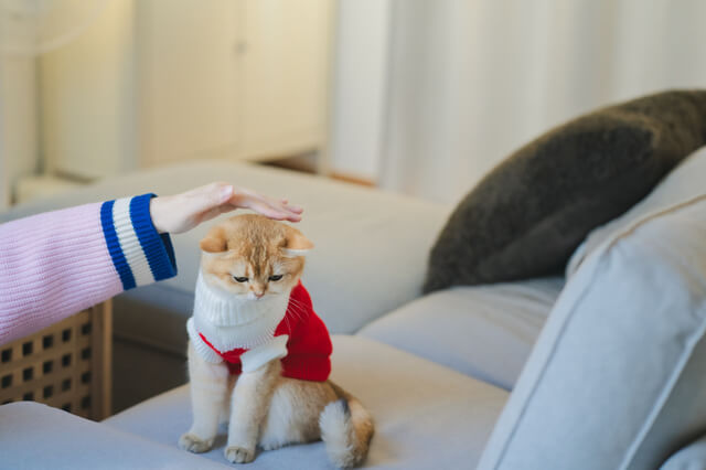 冬でも快適に過ごす準備と必須アイテム