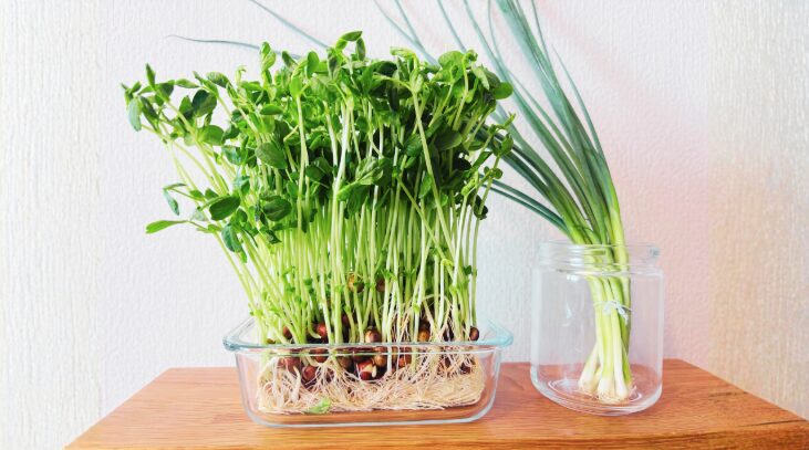 野菜の再生栽培で食費節約！豆苗・ネギの育て方