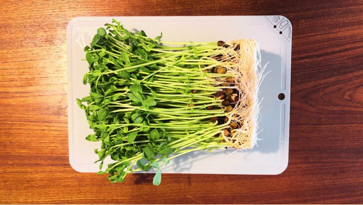 豆苗は1回の再収穫で約100円分の節約