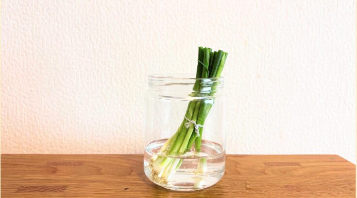 ネギの根元から数本の葉ネギを収穫