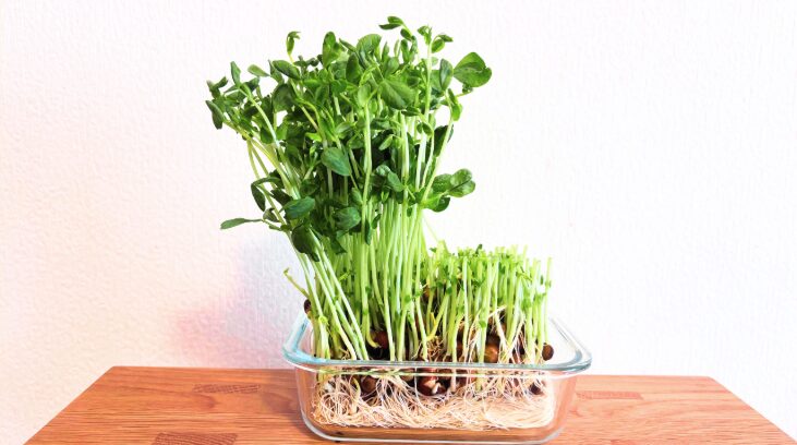 失敗しない再生栽培の環境づくり 