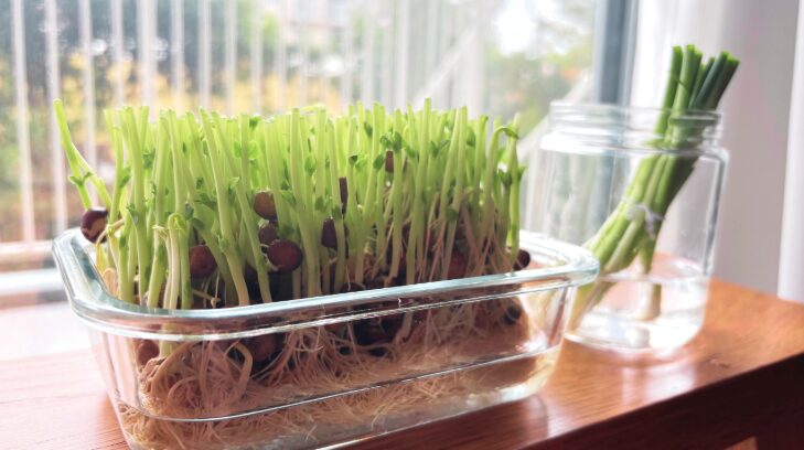 日当たりと温度管理のポイント