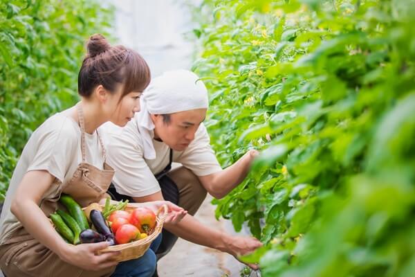 月1万円程度の市民農園で野菜代を節約！手間と収穫量を調査