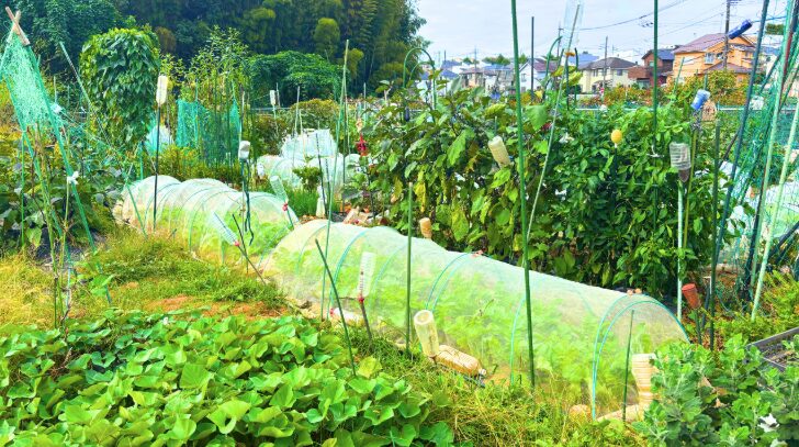 週1回の作業で育てられる野菜選び