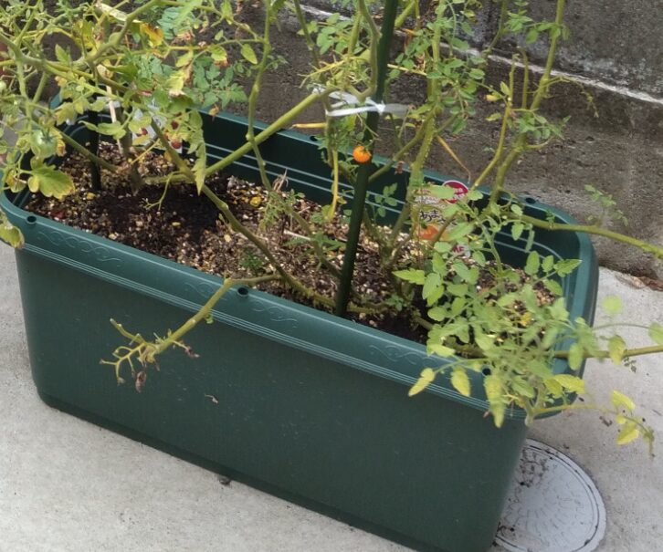 初心者でも育てやすく元が取れる野菜の実例