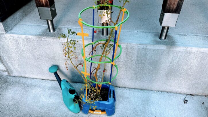 時期をずらした栽培で年中野菜代を節約する方法